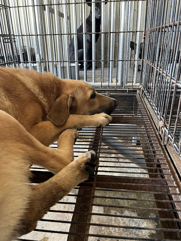 彰化縣流浪狗中途之家臨時收容所,編號:462389, 混種犬          