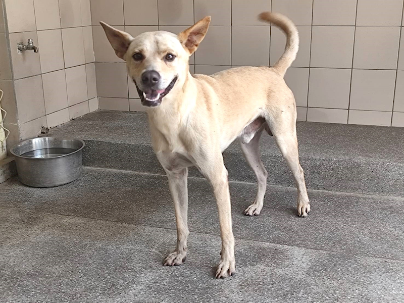 高雄市燕巢動物保護關愛園區,編號:463831, 混種犬          