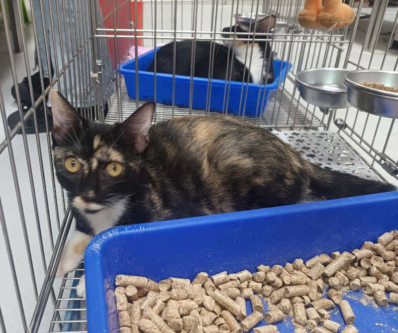 新北市板橋區公立動物之家,編號:463824, 混種貓                 