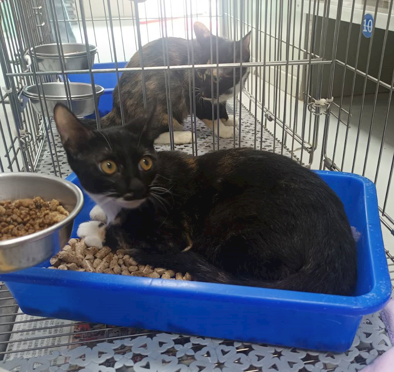 新北市板橋區公立動物之家,編號:463825, 混種貓                 