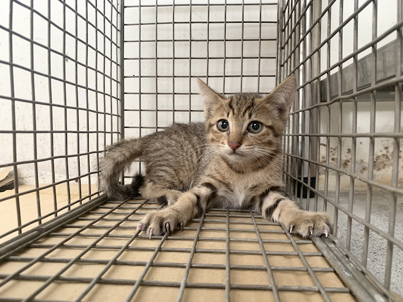 臺北市動物之家,編號:461525, 混種貓                 