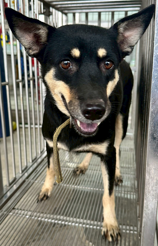 花蓮縣狗貓躍動園區,編號:436511, 混種犬          