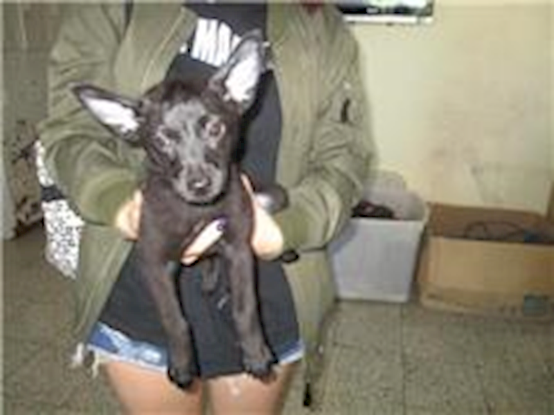 桃園市動物保護教育園區,編號:28927, 混種犬          