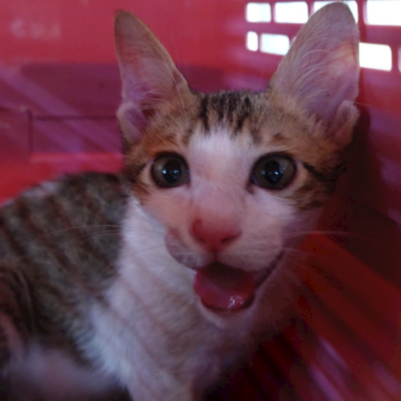 臺南市動物之家灣裡站,編號:461916, 混種貓                 