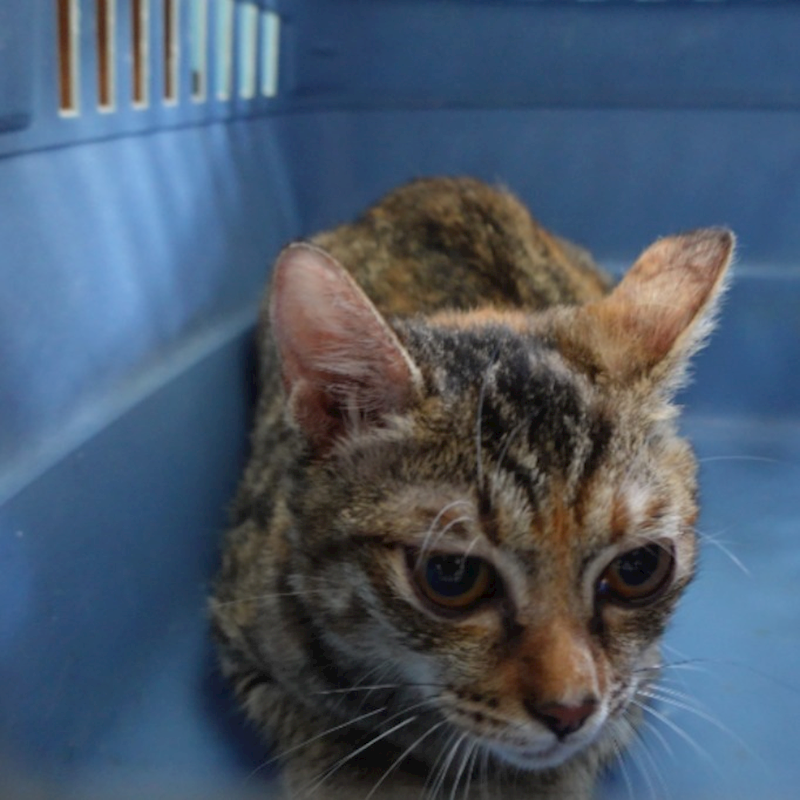 臺南市動物之家灣裡站,編號:461906, 混種貓                 