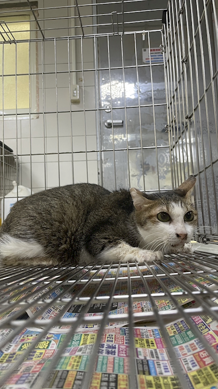 新北市新店區公立動物之家,編號:333917, 混種貓                 