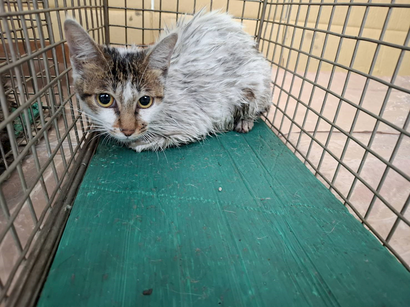 臺北市動物之家,編號:402602, 混種貓                 