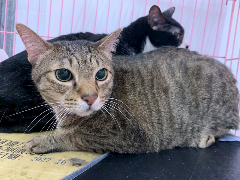 臺北市動物之家,編號:452204, 混種貓                 