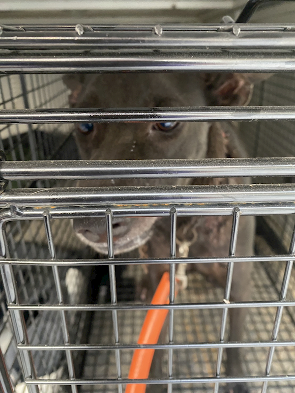 臺南市動物之家善化站,編號:463805, 混種犬          
