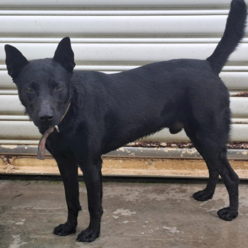臺北市動物之家,編號:435707, 混種犬          