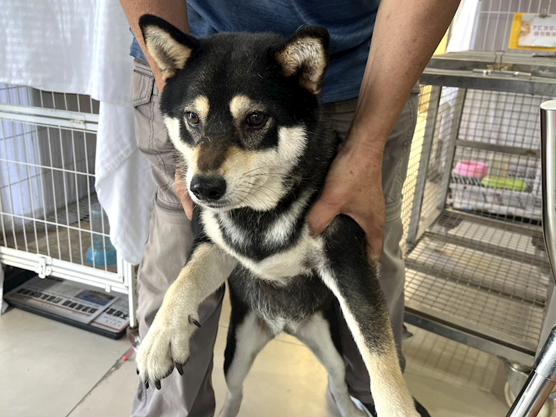 高雄市壽山動物保護教育園區,編號:463844, 柴犬                  