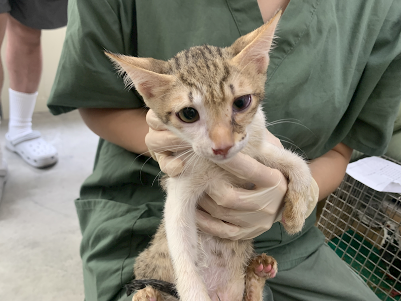 臺北市動物之家,編號:462766, 混種貓                 