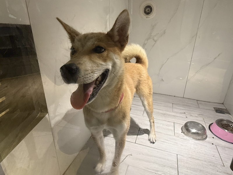 桃園市動物保護教育園區,編號:463856, 混種犬          
