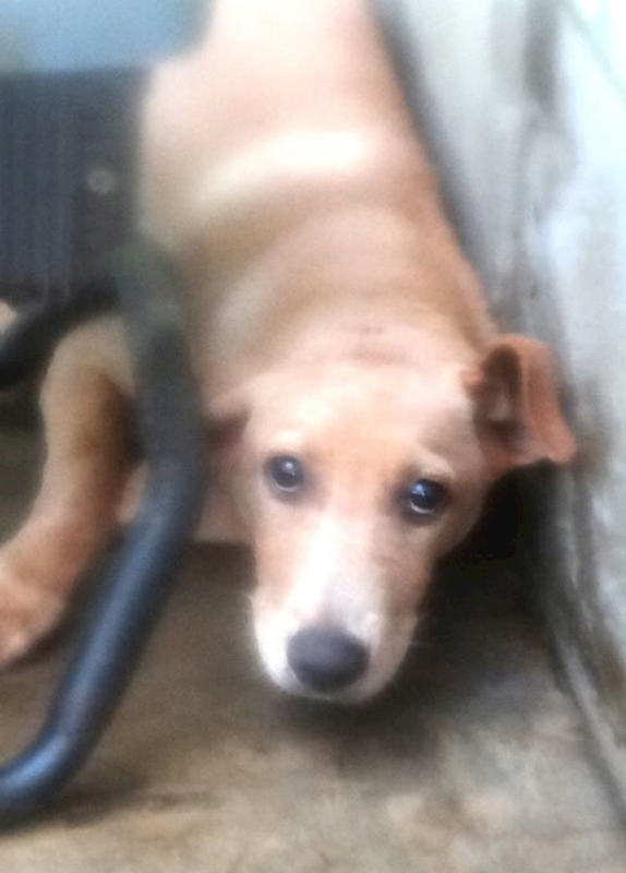 宜蘭縣流浪動物中途之家,編號:463790, 混種犬          