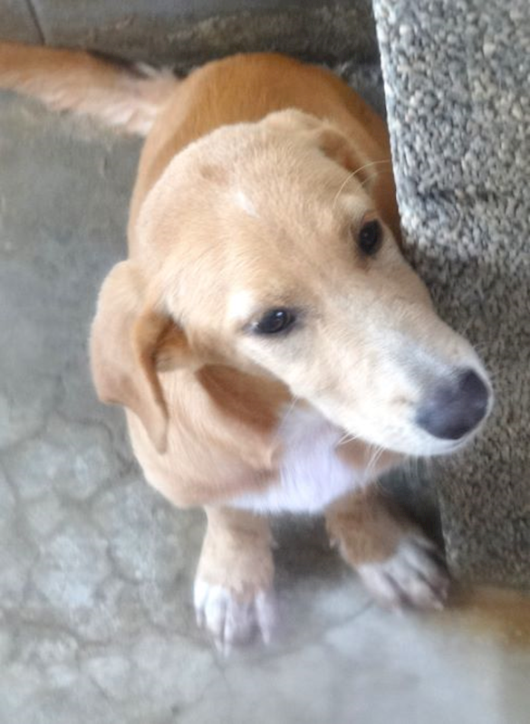 宜蘭縣流浪動物中途之家,編號:463788, 混種犬          