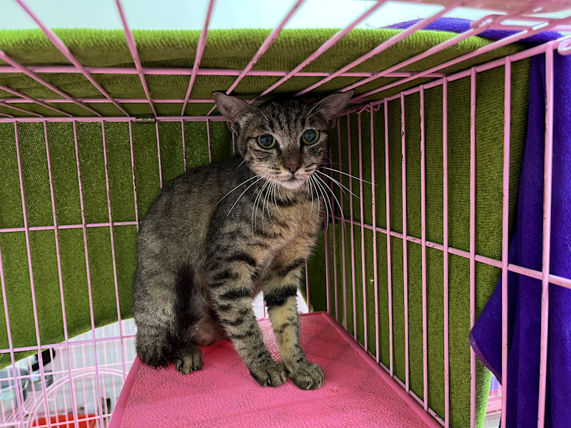 臺北市動物之家,編號:407064, 混種貓                 