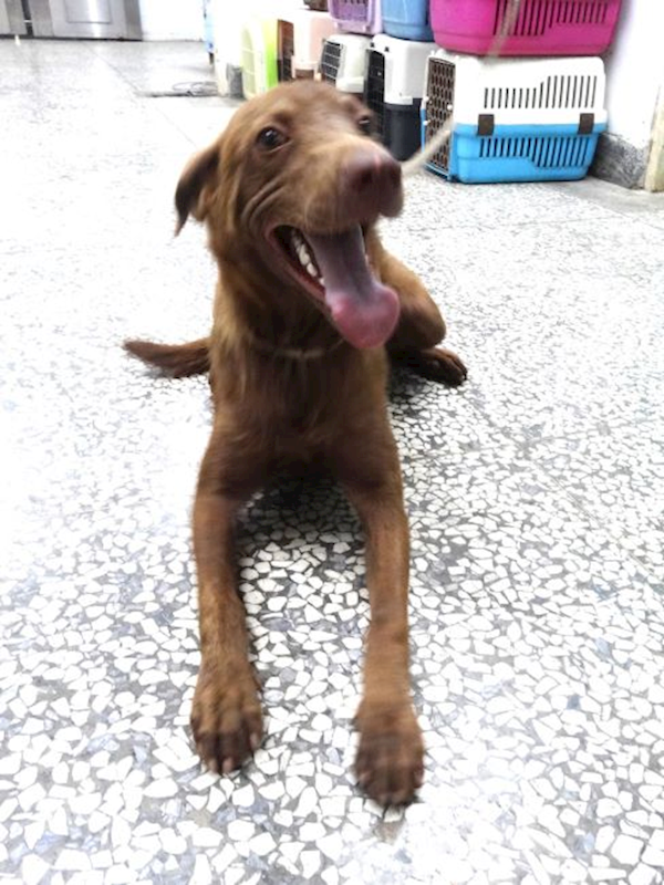 宜蘭縣流浪動物中途之家,編號:463787, 混種犬          