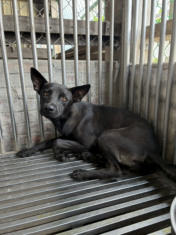 彰化縣流浪狗中途之家臨時收容所,編號:458618, 混種犬          