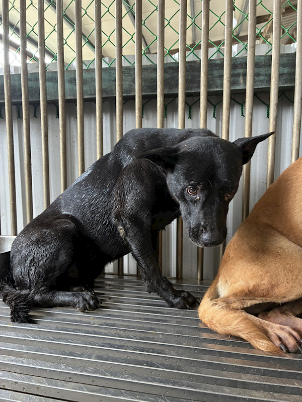 彰化縣流浪狗中途之家臨時收容所,編號:462850, 混種犬          