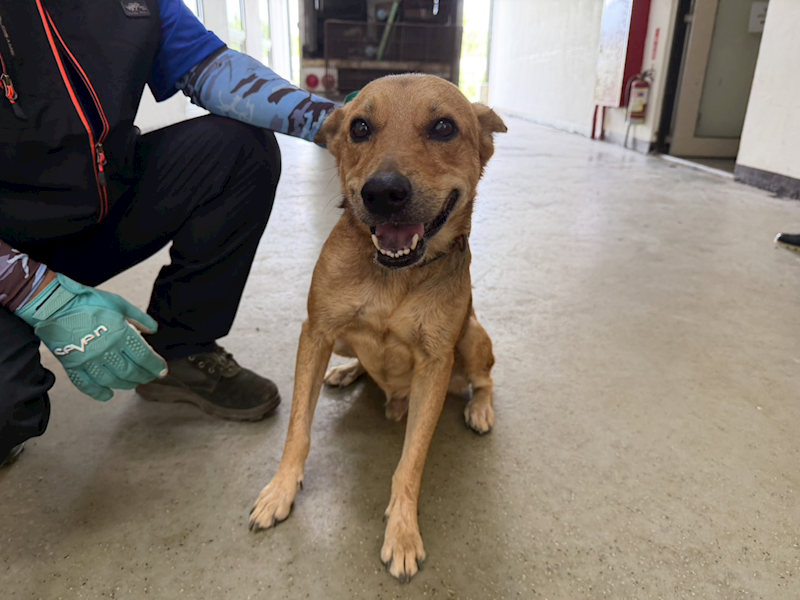 桃園市動物保護教育園區,編號:464006, 混種犬          