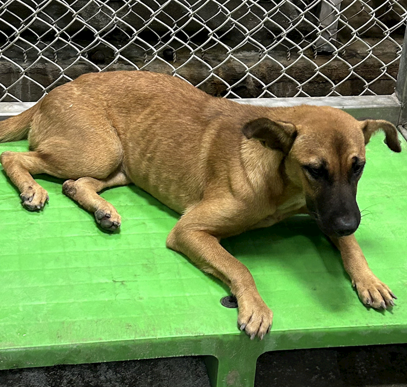 臺東縣動物收容中心,編號:463919, 混種犬          