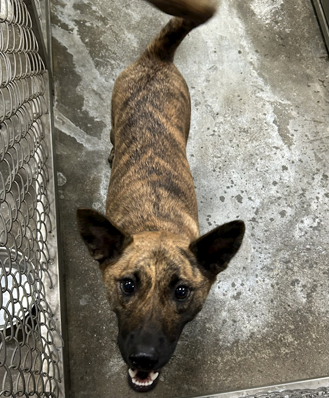 臺東縣動物收容中心,編號:463918, 混種犬          
