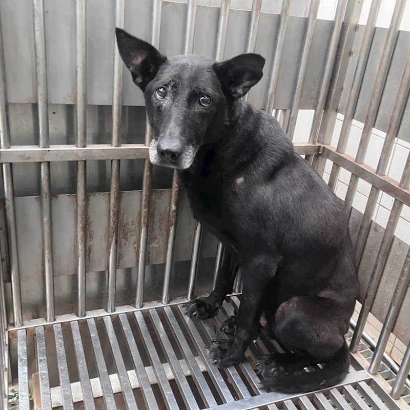 新北市新店區公立動物之家,編號:463887, 混種犬          