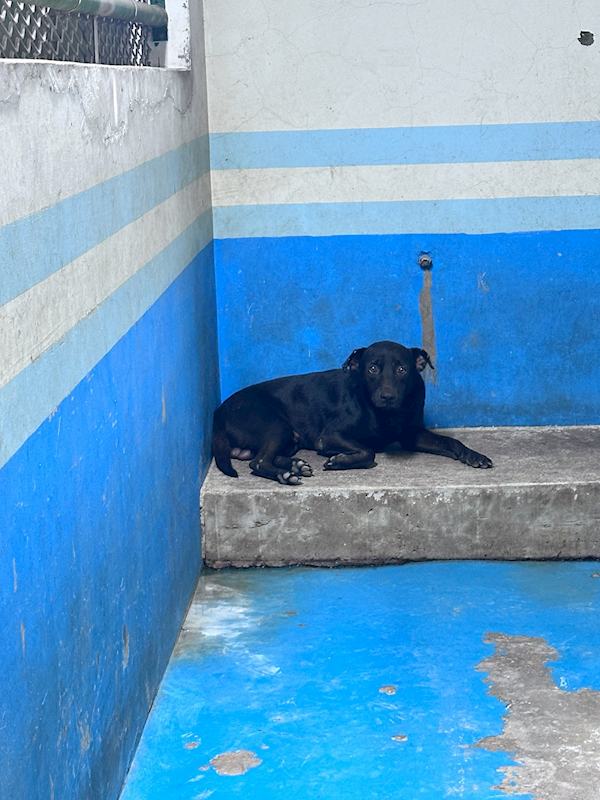 苗栗縣動物保護教育園區,編號:462907, 混種犬          