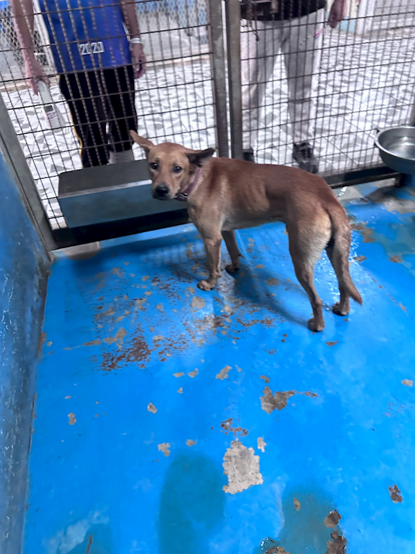 苗栗縣動物保護教育園區,編號:463446, 混種犬          
