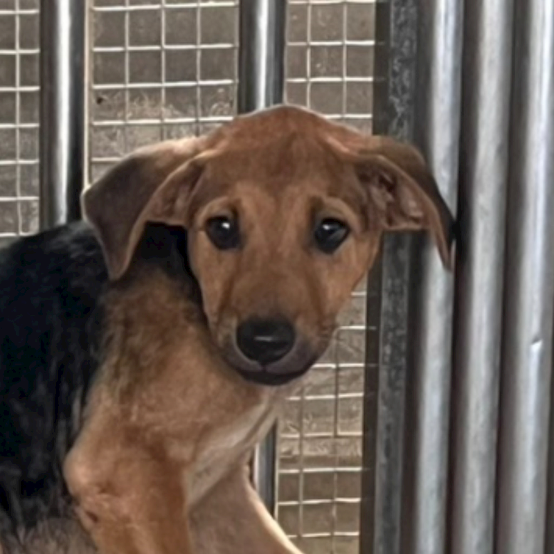 澎湖縣流浪動物收容中心,編號:461056, 混種犬          