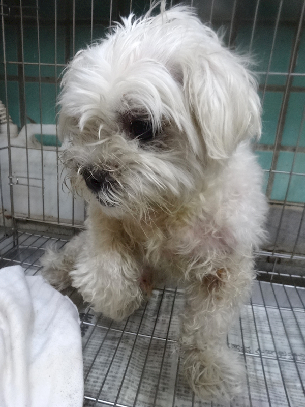 宜蘭縣流浪動物中途之家,編號:463184, 瑪爾濟斯犬           