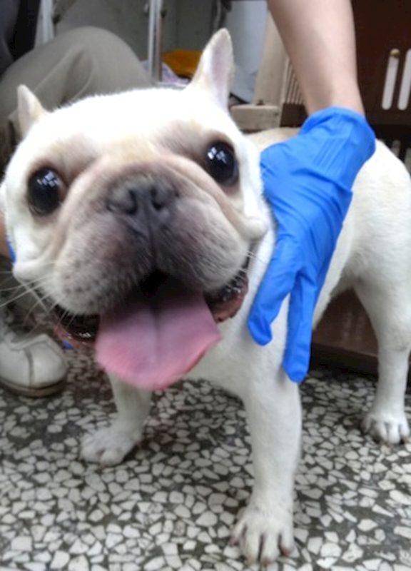 宜蘭縣流浪動物中途之家,編號:457527, 法國鬥牛犬