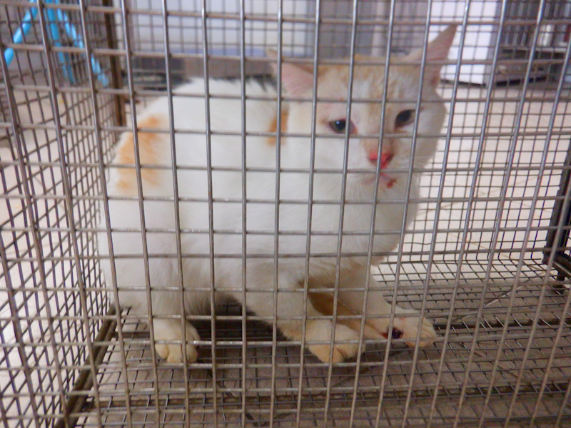 南投縣公立動物收容所,編號:463691, 混種貓                 