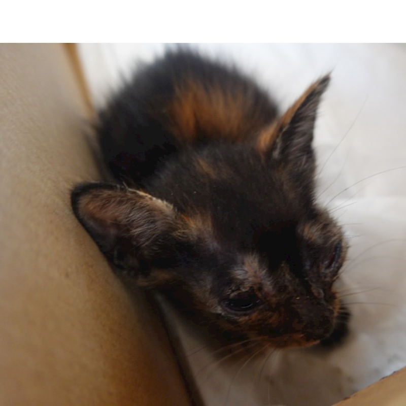 臺南市動物之家灣裡站,編號:451571, 混種貓                 