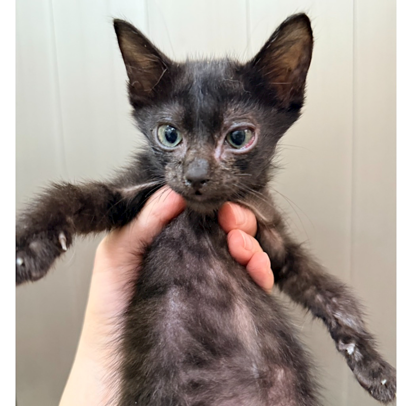 臺南市動物之家灣裡站,編號:448680, 混種貓                 