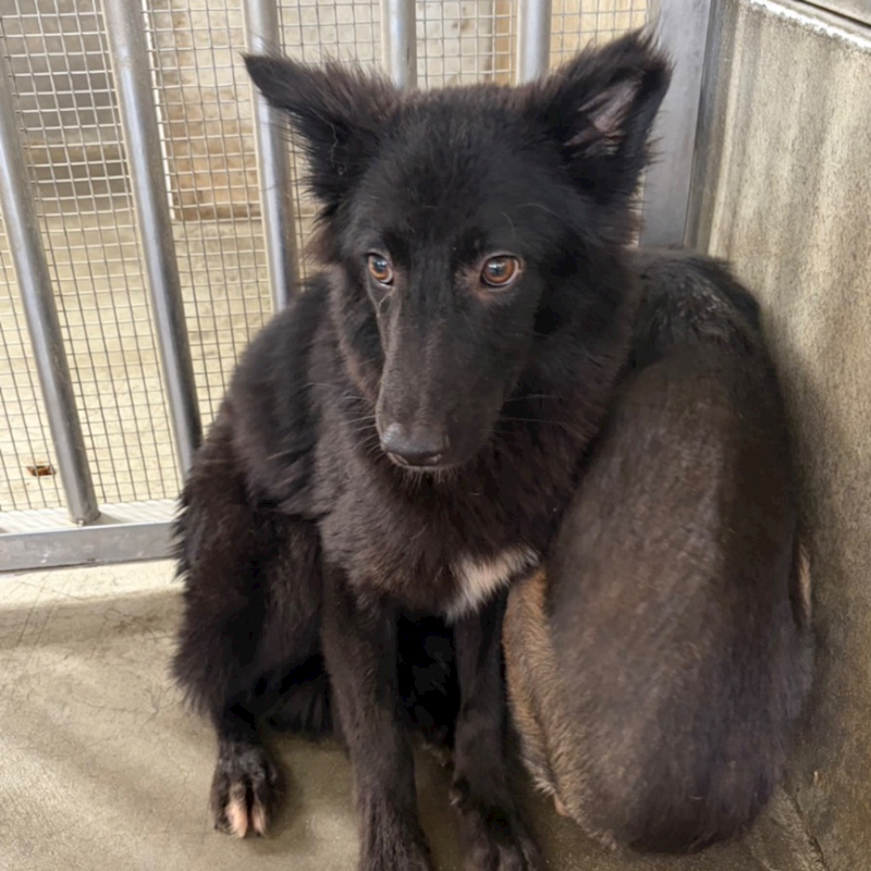 澎湖縣流浪動物收容中心,編號:445566, 混種犬          