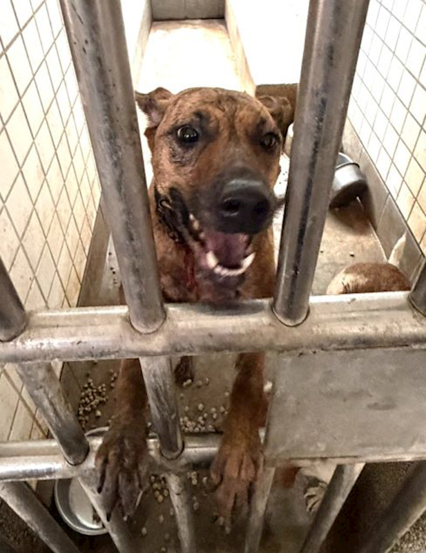 宜蘭縣流浪動物中途之家,編號:464220, 混種犬          