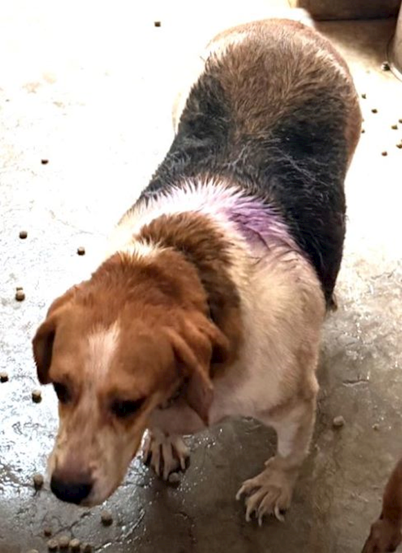 宜蘭縣流浪動物中途之家,編號:464221, 米格魯犬