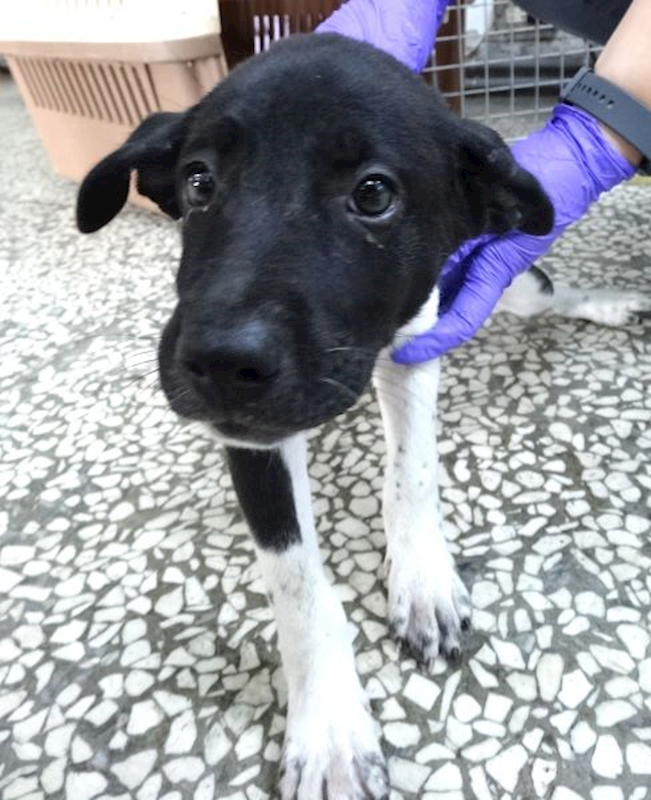 宜蘭縣流浪動物中途之家,編號:464226, 混種犬          