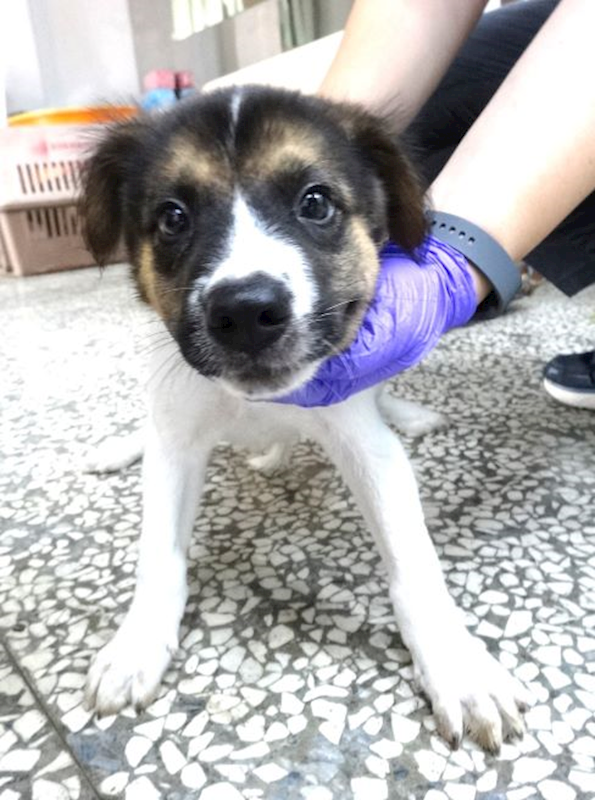 宜蘭縣流浪動物中途之家,編號:464224, 混種犬          