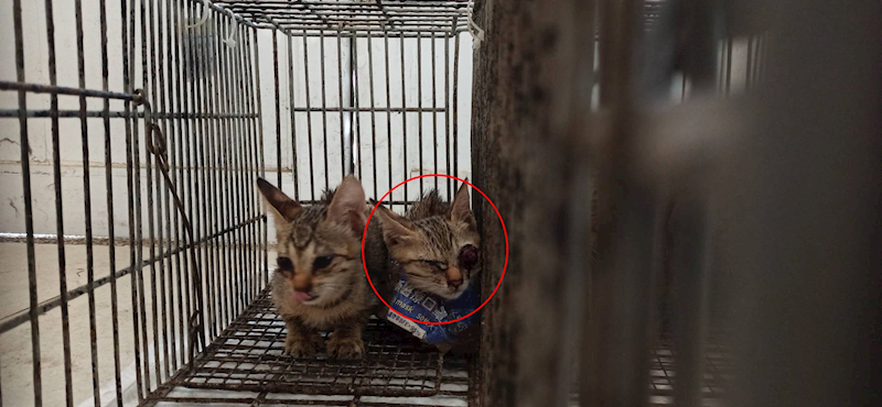 金門縣動物收容中心,編號:464210, 混種貓                 