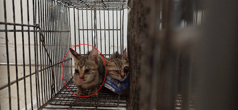 金門縣動物收容中心,編號:464209, 混種貓                 