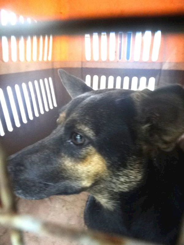 宜蘭縣流浪動物中途之家,編號:464222, 混種犬          