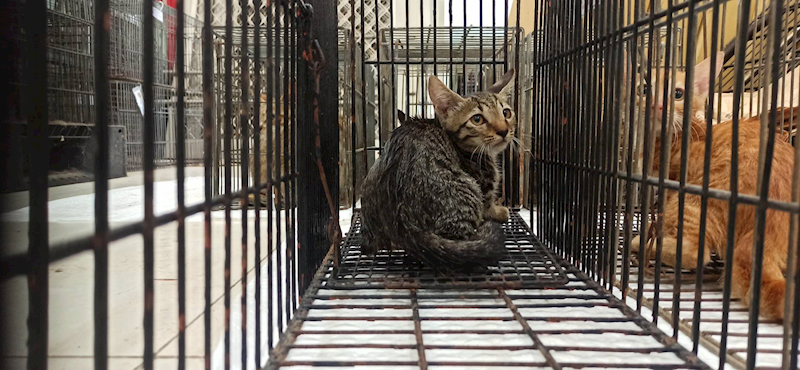 金門縣動物收容中心,編號:464208, 混種貓                 
