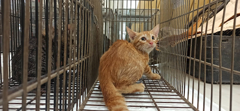 金門縣動物收容中心,編號:464207, 混種貓                 