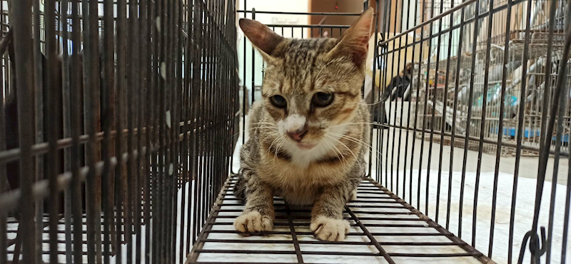 金門縣動物收容中心,編號:464206, 混種貓                 