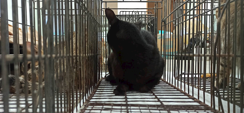 金門縣動物收容中心,編號:464205, 混種貓                 