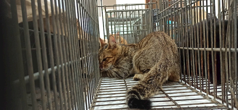 金門縣動物收容中心,編號:464204, 混種貓                 