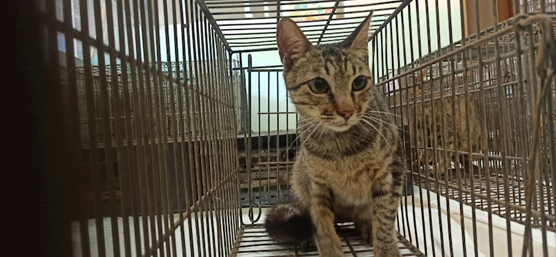 金門縣動物收容中心,編號:464203, 混種貓                 