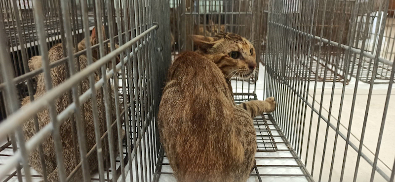 金門縣動物收容中心,編號:464202, 混種貓                 